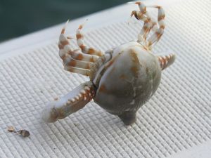 물구나무를 서는 생물: 뿔다귀