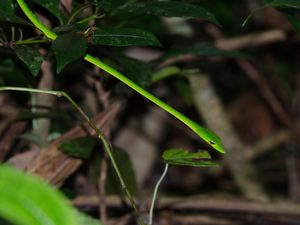 신하라자 열대우림에 있는 모습