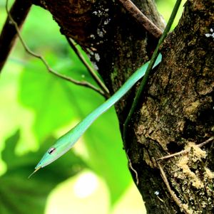 머리 세부 묘사