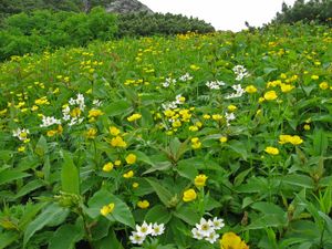 쿠사스베리}}의 고산 식물 군락지