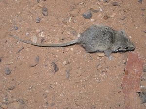 파우치던트 플라니갈레