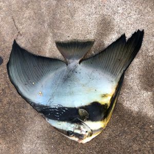 카시마항에서 촬영된 깃털제비활치 (2017년)