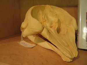 꼬마향고래 두개골