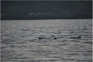 코모로 인근 해상에서 촬영된 꼬마향고래 무리.