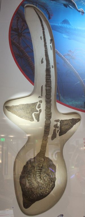 국립 자연사 박물관에 전시된 Squalicorax falcatus의 골격(USNM 425665).