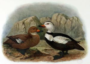 존 제라드 킬레만스의 암컷과 수컷 그림