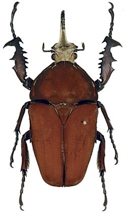 Mecynorhina ugandensis