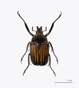 Ischnoscelis hoepfneri