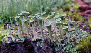 픽시 컵, Cladonia pyxidata는 과학적으로 처음 기재된 이끼류 중 하나였다.