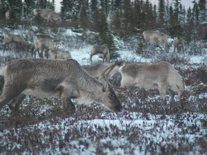 순록이 Cladonia를 먹는 모습