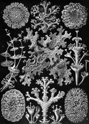 다양한 모양의 다양한 이끼 종의 그림, 원형 패턴에서 분기되고 잎과 같은 구조까지, 모두 흑백으로 상세하게 묘사됨.