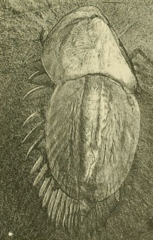 Naraoia compacta. 월컷의 원래 삽화에 재수정을 가한 그림. 왼쪽에 있는 다리를 주목하라.