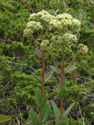 Hylotelephium maximum