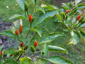 필리핀산 Capsicum frutescens '실링 라부요' (Siling Labuyo)는 C. frutescens의 열매가 위로 뻗는 특징을 보여준다.