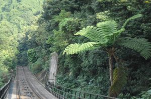 홍콩 섬의 피크 트램 노선 옆에 있는 외로운 나무 고사리