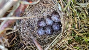 잉글랜드 북부의 개벌 서식지에서 발견된 나무밭종다리 둥지, 어두운 변종의 알 6개를 품고 있다.