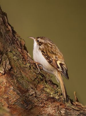 나무줄기를 기어 올라가 꼬리에 기대고 있는 나무발발이