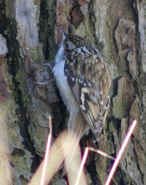 나무 줄기에서 먹이를 먹는 중앙 유럽의 새