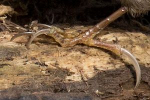 나무발발이의 발톱은 나무 줄기와 가지에 붙을 수 있게 해준다.