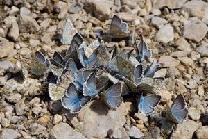 수분 섭취를 하는 Lysandra coridon 무리