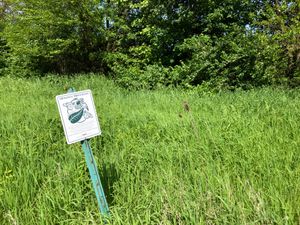 오하이오주 볼링 그린의 제왕나비 웨이 스테이션, 오하이오주 톨레도 근처(2019년 5월)