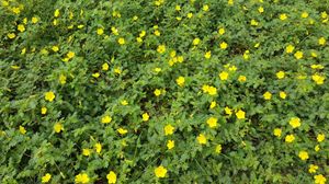 필리핀 해변에서 자라는 남가새(Tribulus terrestris)의 생육