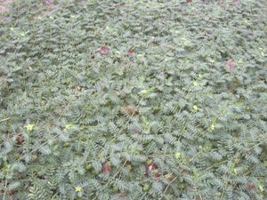 남가새로 덮인 땅