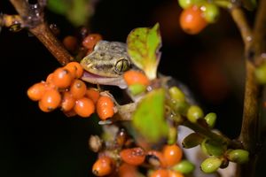A brown-green gecko sitting on a branch, eating a bright orange berry from a cluster of berries.
