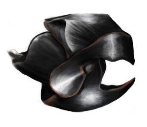 키틴질 턱판(부리) 스케치