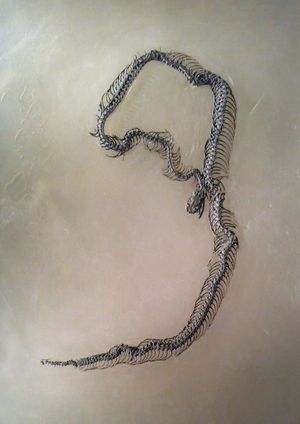 멸종된 난쟁이왕뱀