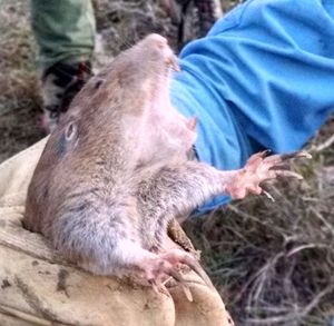 돌출된 이빨과 굴착 발톱의 근접 촬영