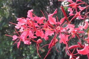 바우히니아 피니세아