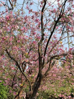 바우히니아 바리에가타는 개화기 동안 잎이 거의 없다. 바우히니아 퍼퓨레아와 바우히니아 블레이케아나는 바우히니아 바리에가타와 혼동되는 경우가 많은데, 개화기 동안 잎이 무성하다.