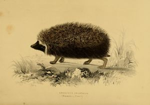 Atelerix frontalis의 삽화