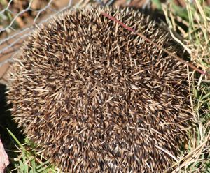 몸을 둥글게 말아 방어하고 있다
