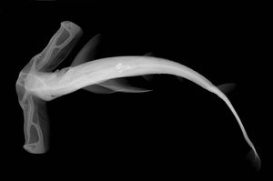 날개귀상어, X-ray 이미지