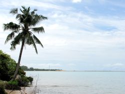 몰디브의 코코넛 야자에서 Oryctes rhinoceros에 의해 발생한 전형적인 삼각형 컷 (이미지를 클릭하여 확대)