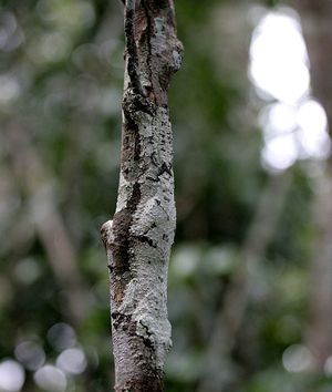나무 껍질에 의태한 남방납작꼬리도마뱀붙이