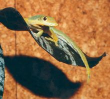 잎사귀에 있는 납작꼬리낮도마뱀붙이