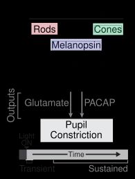 동공 빛 반사에 관여하는 ipRGC의 입출력
