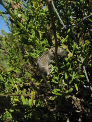 젖을 뗀 지 얼마 안 된 네줄무늬풀밭쥐가 다육식물의 일종인 초본을 먹고 있다.