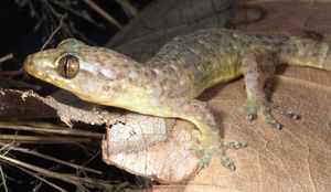 네발톱도마뱀붙이