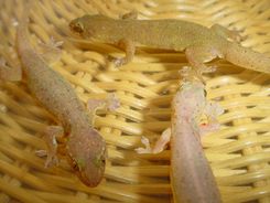 온나다케야모리(Gehyra mutilata)는 먹이용 도마뱀붙이 중 하나로 유통되고 있다.