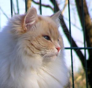 크림 태비 포인트의 수컷 성묘