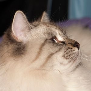 네바 마스커레이드의 얼굴