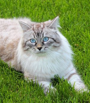 시얼 태비 포인트 성묘