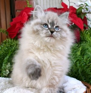 생후 12주 된 실 태비 포인트(seal tabby point) 새끼 고양이