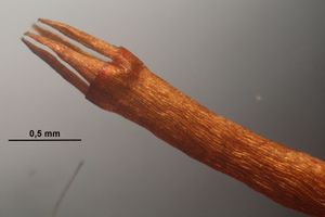 네삭치이끼과(Tetraphis pellucida) 페리스톰의 4개 치아 근접 사진. 4개의 치아를 가진 페리스톰은 네삭치이끼과의 특징이다.