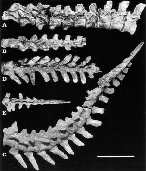 모식 표본의 척추와 꼬리 부분