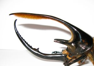 수컷 머리 부분 근접 촬영